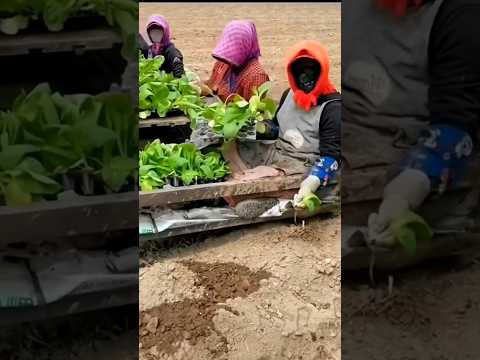 Cara Menanam Sayur Lebih Cepat. #visitani #farmer