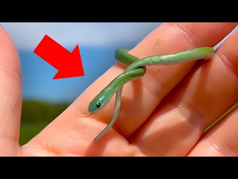 48 hours hunting VIBRANT snakes