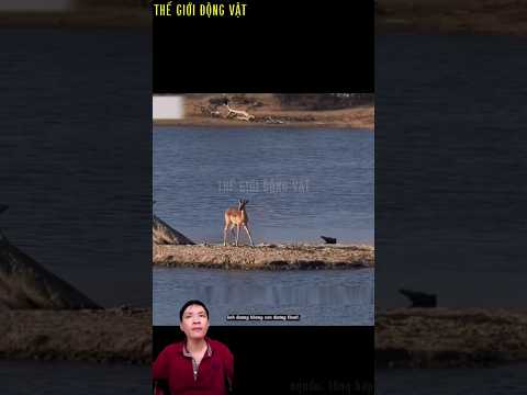 linh dương liều mình nhảy xuống nước bị cá sấu tóm được.