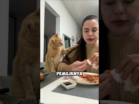 KUCING OREN PURA PURA BAIK