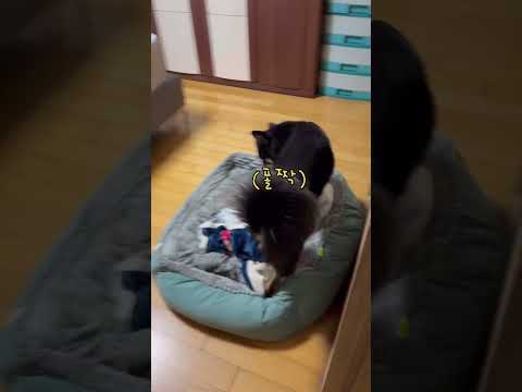 #shorts 자다가도 벌떡 일어나서 아빠말듣는 똑똑한 강아지ㅋㅋ#진돗개