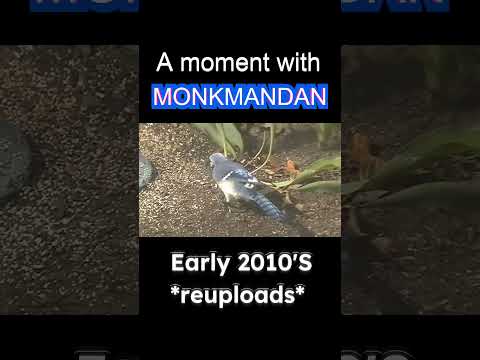 Birds #amomentwithmonkmandan #monkmandan ##birds