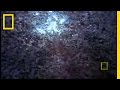 Jellyfish: Nature's Marvels