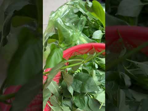 Lặt rau bồ ngót nhật nấu canh #lunch #rau #vegetables #healthy #cooking #shorts