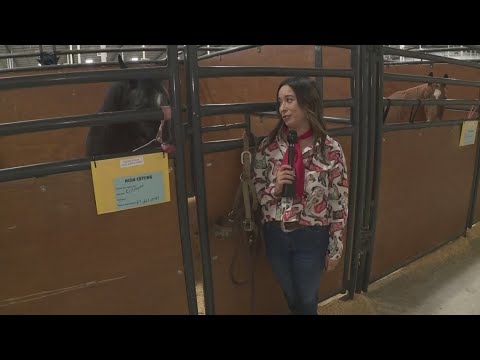 18 days of rodeo fun: Get ready for the San Antonio Stock Show & Rodeo