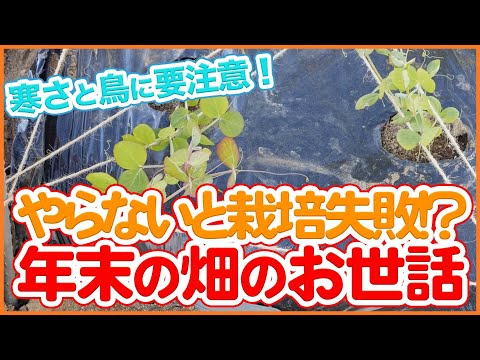 家庭菜園や農園で年末までにやらないと栽培失敗！？寒さと鳥害に要注意！年末の畑のお世話を徹底解説！【農園ライフ】