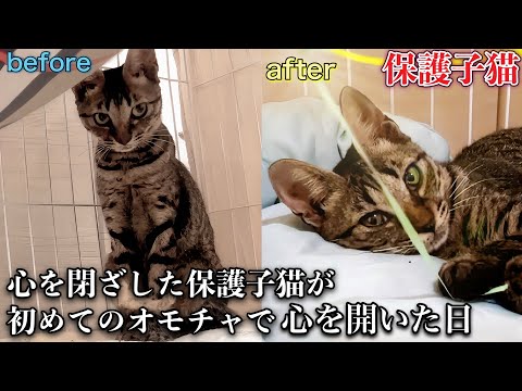 心を閉ざしていた保護子猫が、オモチャに出会って変わった日