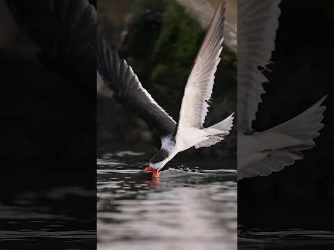 This bird does what? See how the skimmer hunts for fish. #bird #wildlife #fishing #GINAF