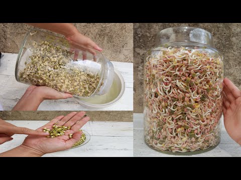 Tips for making bean sprouts in a glass jar are surprisingly easy