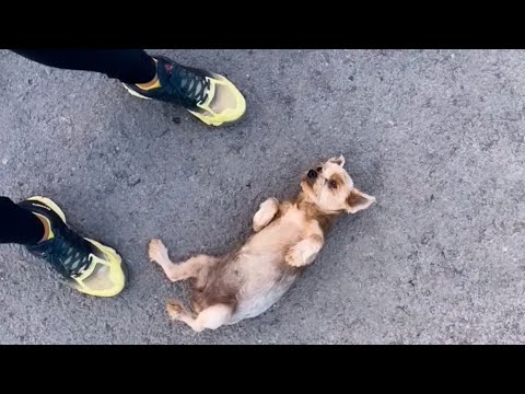 Cachorrinha Abandonada Deu Seu Jeitinho Para Conseguir Um Lar!