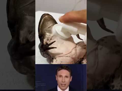 الضفدعة تعيش الحياة أفضل منك 🐸 النهاية صادمة 🤯 #شورت #shorts