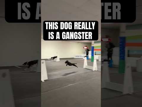 4TH Dog Gangster #dogs #dogsports #flyball