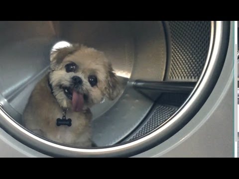 Dog at the Laundromat (feat. Marnie the Dog)