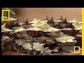 Thorny Devil Quiz