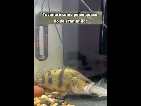 Tucunaré come peixe quase do seu tamanho!