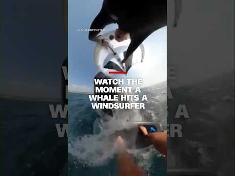 Watch the moment a whale hits a windsurfer #cnn #news #whale #surfer #australia
