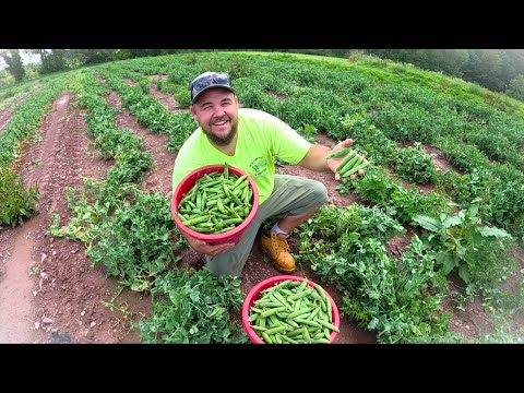 Adding something new to the harvest