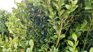 'Only thing we see working': How to prevent box tree moth damage in your garden this summer