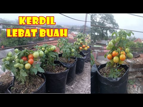 BEGINI CARA TANAM  & RAWAT TOMAT KERDIL POHON PENDEK BERBUAH LEBAT | RED ROBIN TOMATO