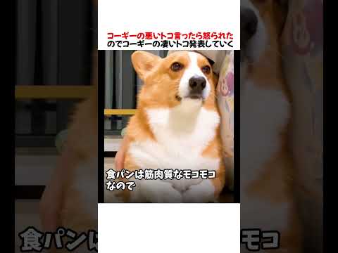 コーギーの悪いトコ言ったら怒られたので凄いトコ発表した結果がwwwww