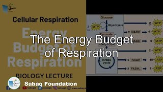 The Energy Budget of Respiration