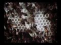 Honeybee Biology and Geometry Concepts