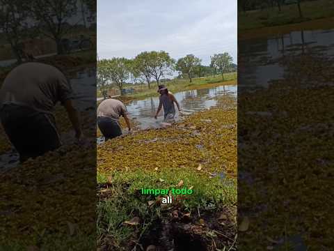 limpeza de açude! #pescador #pescar #pesque #pescaria
