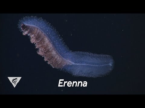 Creature Feature: Angler Siphonophore — Google Arts & Culture