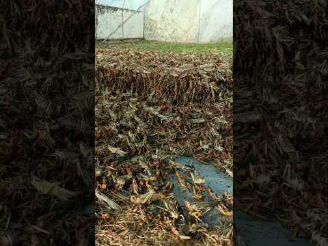 टिड्डो की खेती ! grasshopper farm #grasshopper #farming #shorts