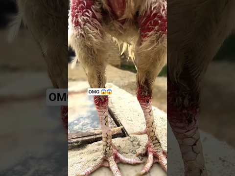OMG ๐ฑ๐ฑ #youtubeshorts #shorts #viralvideo #viralshorts #shortsfeed #aseelmurga #chicken #birds #pets