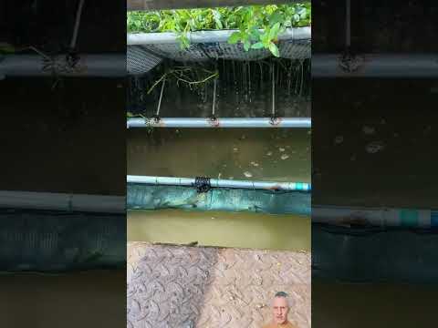 #gofishing #fishing #gofishinggiantsnakeheadfish  Have you seen this way of catching fish?