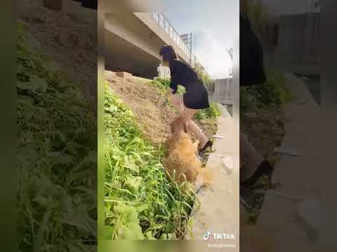 anjing yang pintar dan cerdas dan juga baik