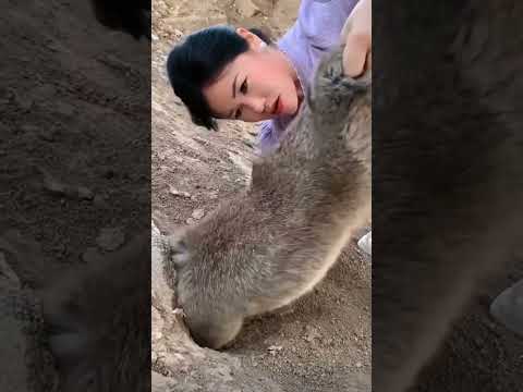 Catching Giant rabbit#rabbit #shortvideo #shorts #shortfeed #short #shortsviral #animals #shortsfeed