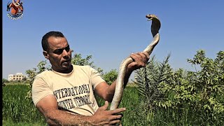 صيد كوبرا بعد محاصرة المزارعين لها مع مصطفى هجرس 