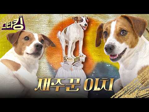아뵤! 하는 강아지 (feat.이소룡) #스타킹 #강호동