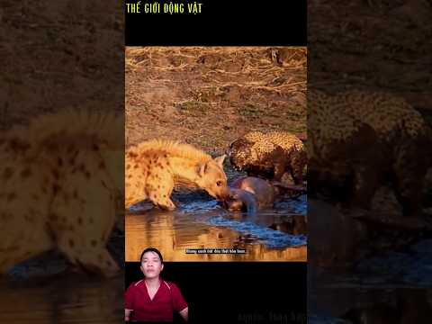 báo hoa lôi linh dương từ vũng nước lên thì bờ thì bị cướp.