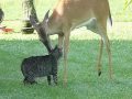 Young deer bathing kitty