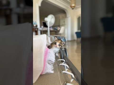 My beloved little tiger exploring her new home IN MEMORIAM