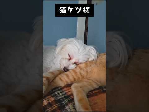 猫ケツ枕でスヤスヤのイッヌ🐶#かわいい #癒し