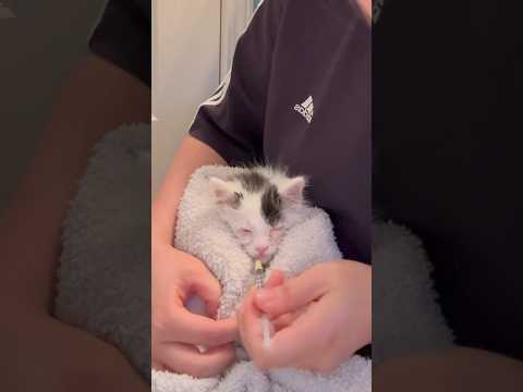 No way I was going to let his beautiful eyes be removed! 😤 #recovery #sickkitten #catrecovery