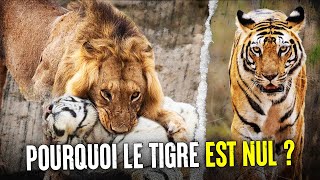Pourquoi Le 🐯 Tigre n'est-il Pas Le Roi Des Animaux ?