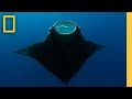Conservation Efforts in the Bahamas