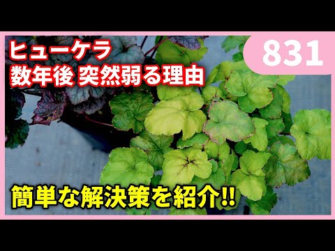ヒューケラが２～３年で枯れる理由 by 園芸チャンネル 831 #園芸 #ガーデニング #初心者