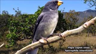 PAPA-CAPIM CINZA NA NATUREZA