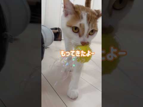 猫の動画サムネイル - おもちゃを持ってきてくれる賢い猫 #shorts