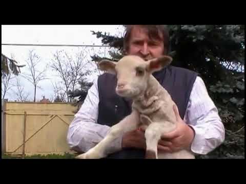 Retro videó Viktor Bohóc