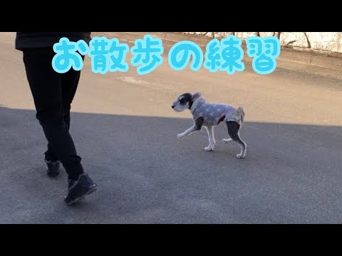 ミニチュアシュナウザーの子犬、お散歩の練習をする