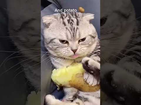 I am eating hamburger 🍔 #cats #edit #hamburg