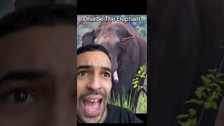 Elephant bodied bro 25 years later!?