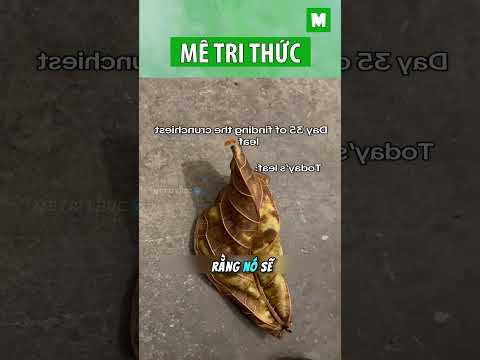 Chiếc lá kêu to nhất hành tinh #metrithuc